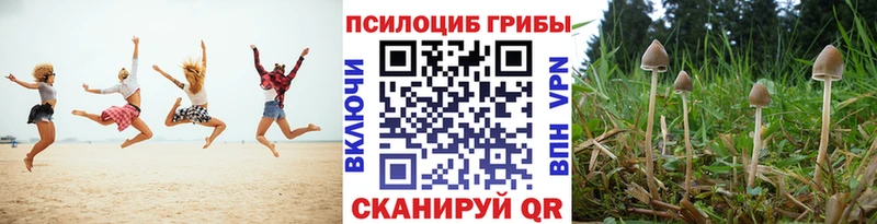 Псилоцибиновые грибы Cubensis Западная Двина